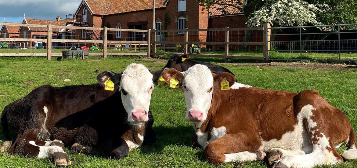 Easton Farm Park - Calves