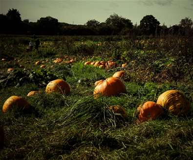 Wrentham PYO Pumpkins