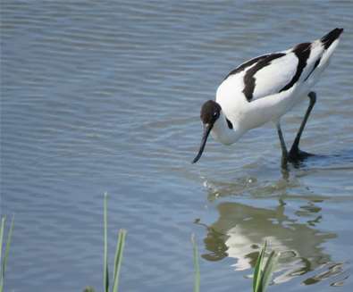 Birds for Beginners at RSPB Minsmere