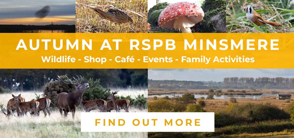 Banner Advertisement RSPB Minsmere October & November 2024