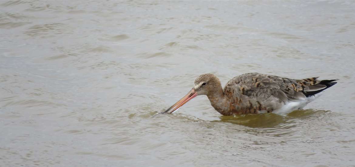 Discover Minsmere in Spring