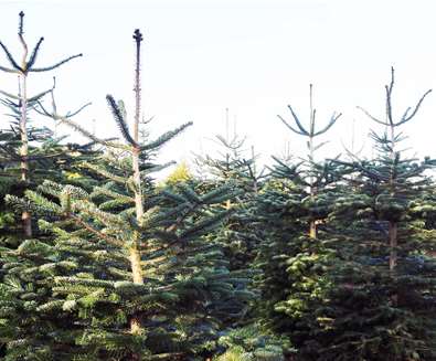 Wrentham Christmas Trees PYO