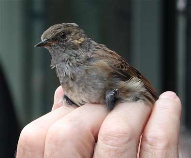 Bird Ringing Demonstration