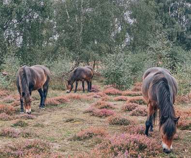 Dunwich Forest Horses