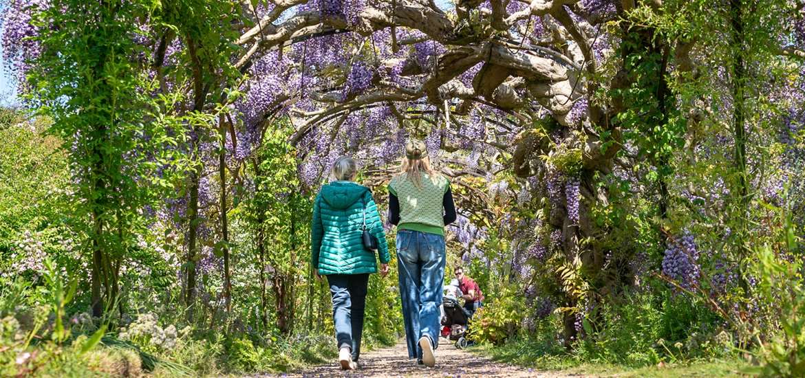 Somerleyton Hall & Gardens - People walking in wisteria