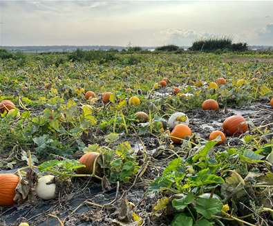 Old Hall Southwold - Pumpkin Patch