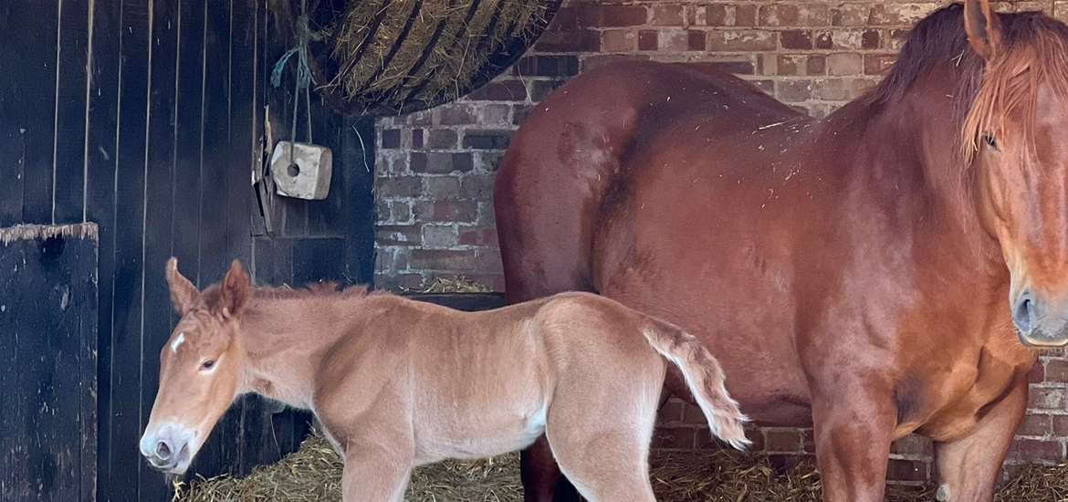EFP - Suffolk Punch foal