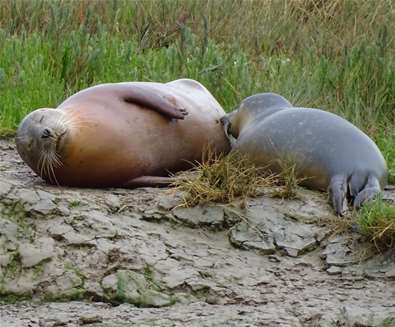 Seal Watching Trips Harwich