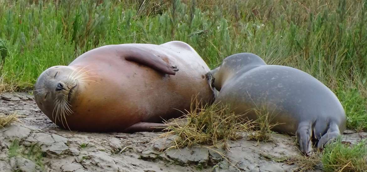 Seal suckling pup