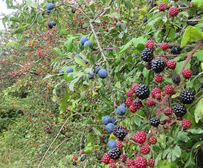 TTDA - RSPB Minsmere - Hedgerow berries