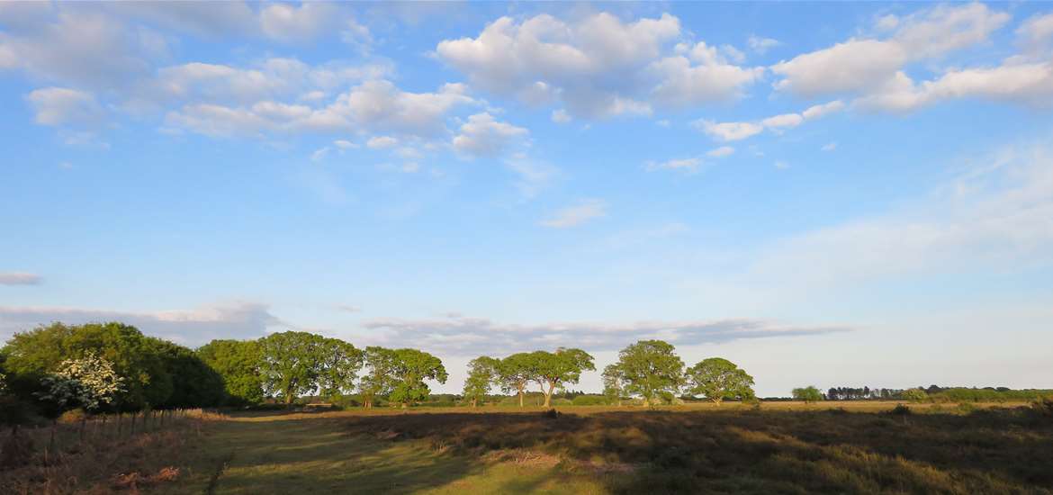 Minsmere Safari