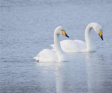 Discover Minsmere in Winter