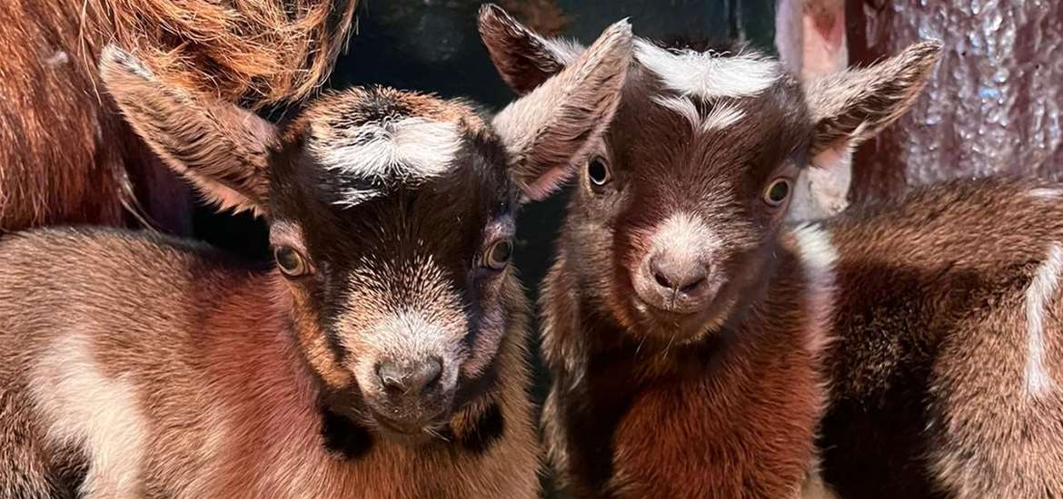 EFP - Goat Kids